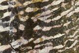 Polished Stromatolite (Collenia) Slab - Minnesota #130659-1